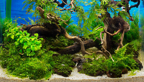 istock green beautiful planted tropical freshwater aquarium 469186494