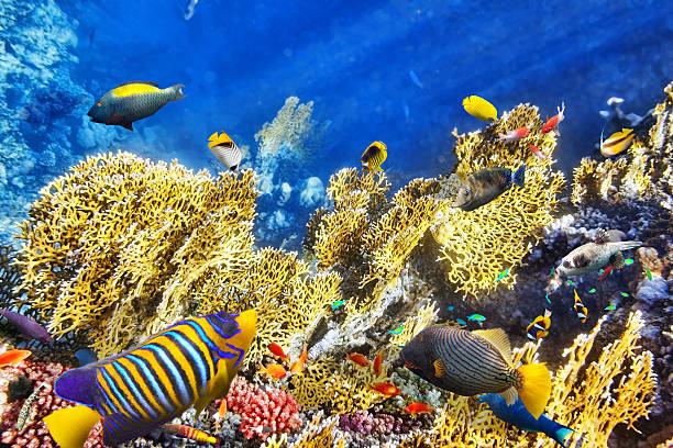 istock Underwater world with corals and tropical fish. 469186664
