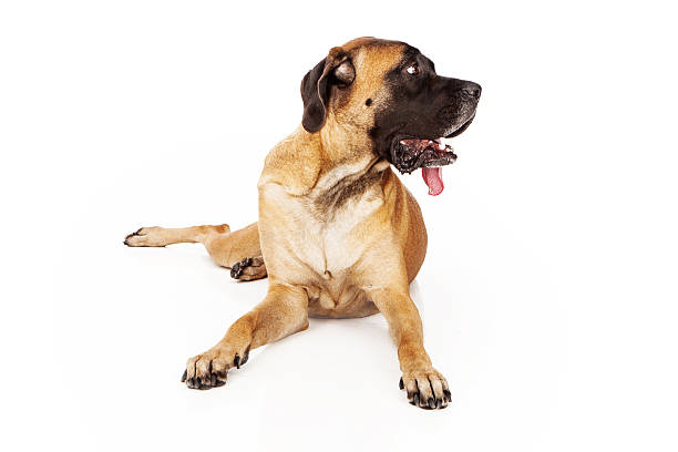 English Mastiff dog laying against a white backdrop and looking to the side