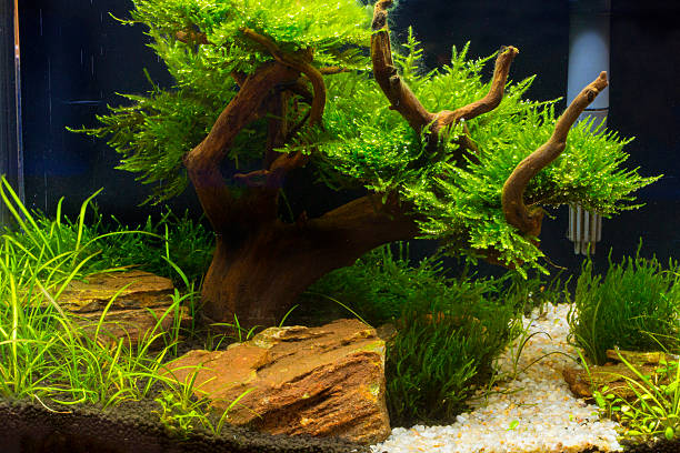 istock green beautiful planted tropical freshwater aquarium 469187334