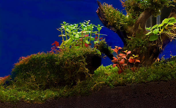 istock green beautiful planted tropical freshwater aquarium 469187336