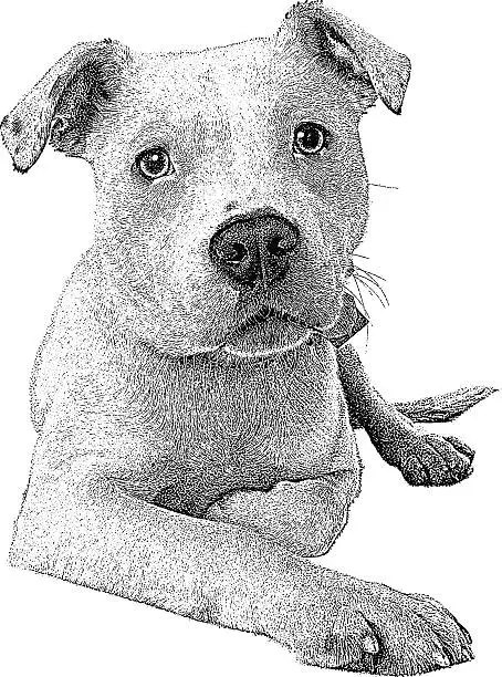 Vector illustration of Dog. Pit Bull