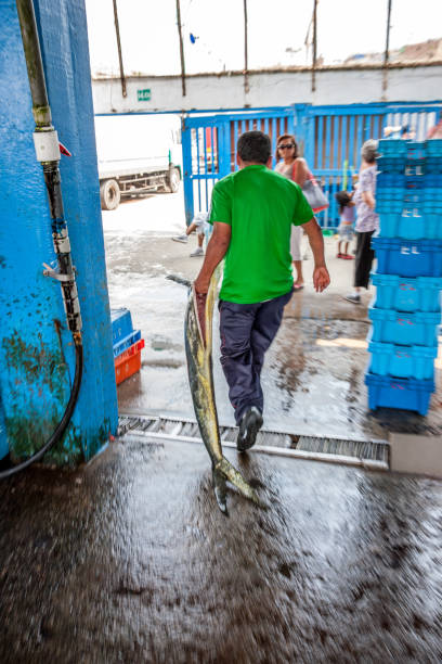 Pucusana, Peru - January 12, 2015: Peruvian man carrying fresh fish from the dockside. Women are pictured in the background