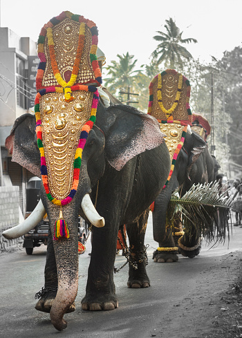 Elephant festival at a small temple in Varkala, Kerala. Thrissur Pooram is the most popular elephant festival in India.