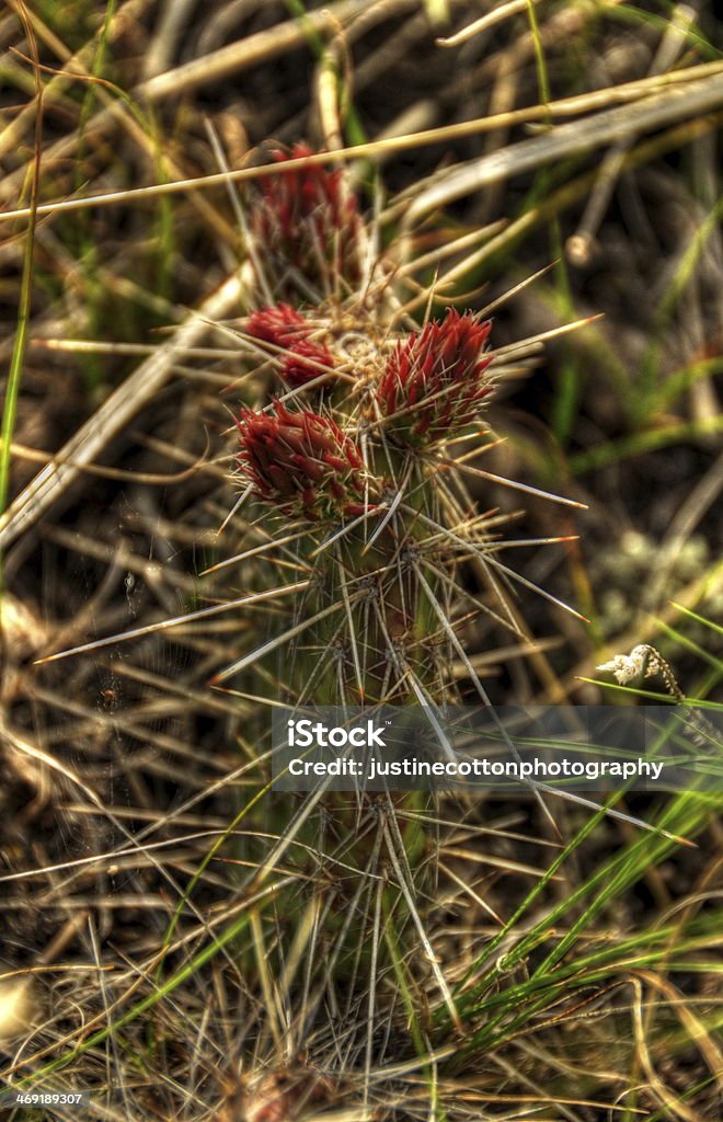 Cactus de flor - Foto de stock de Afilado libre de derechos