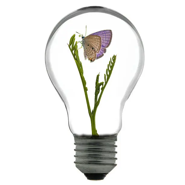 Photo of Light Bulb with growing tree inside