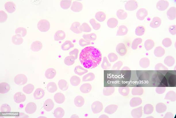 White Blood Cells Of A Human Stock Photo - Download Image Now - 2015, Anatomy, Backgrounds