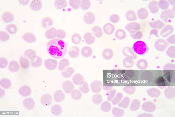 White Blood Cells Of A Human Stock Photo - Download Image Now - Chronic Granulocytic Leukemia, 2015, Anatomy