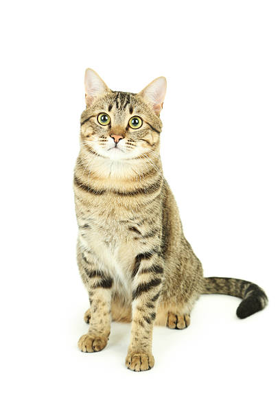 istock Beautiful cat isolated on white 469190714