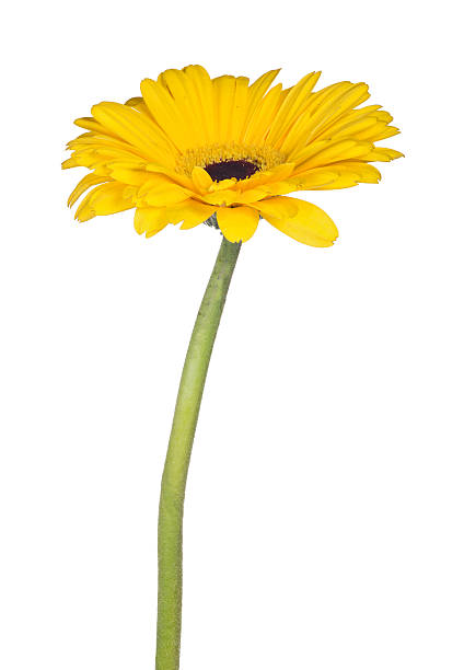 istock isolated yellow gerbera bloom on long stem 469191288
