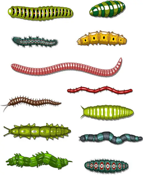 Vector illustration of Caterpillars and worms