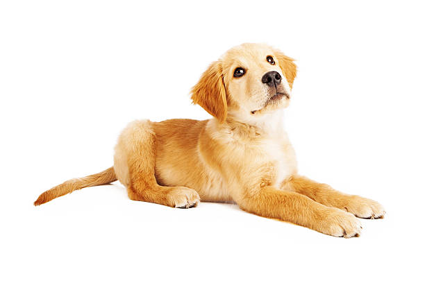 istock Golden Retriever Puppy Laying Side View 469193541
