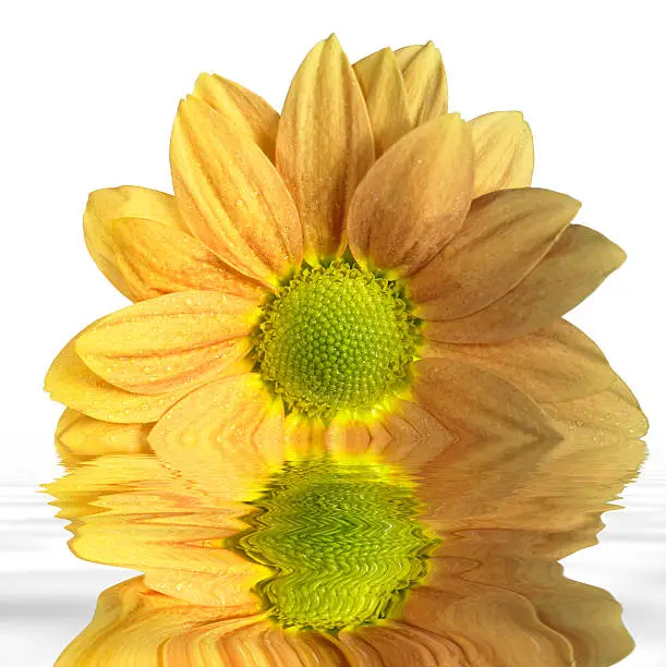 Photo of sunken yellow flower