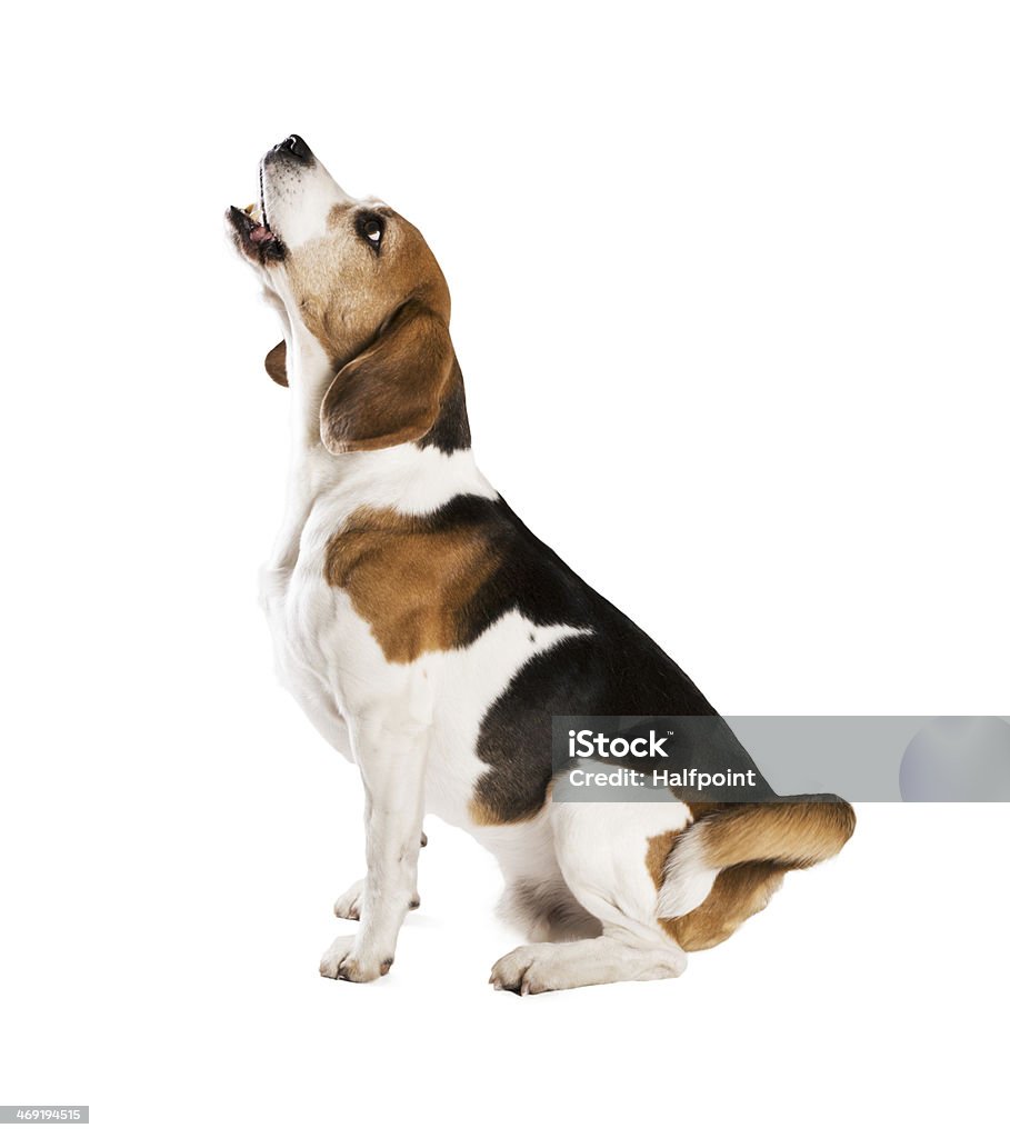 Dog in studio Dog is posing in studio - isolated on white background Dog Stock Photo