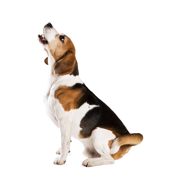 Dog in studio Dog is posing in studio - isolated on white background barking animal photos stock pictures, royalty-free photos & images