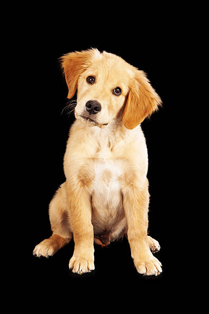 istock Golden Retriever Puppy on Black 469194931