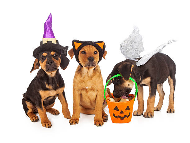 istock Puppies Dressed for Halloween 469194991