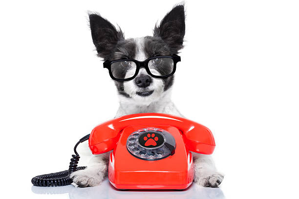 istock dog on the phone 469195294