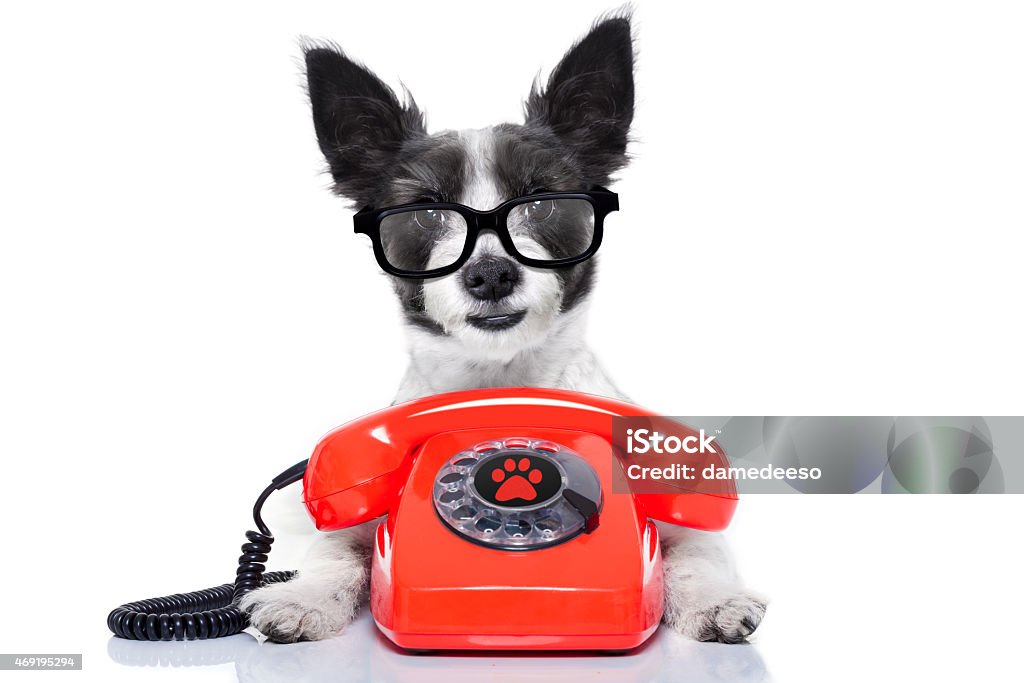 dog on the phone black terrier dog with  glasses as secretary or operator with red old  dial telephone or retro classic phone 2015 Stock Photo