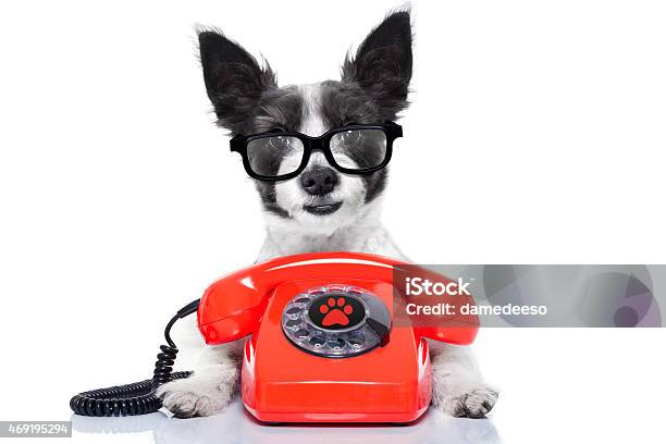 Dog On The Phone Stock Photo - Download Image Now - 2015, Animal, Antique