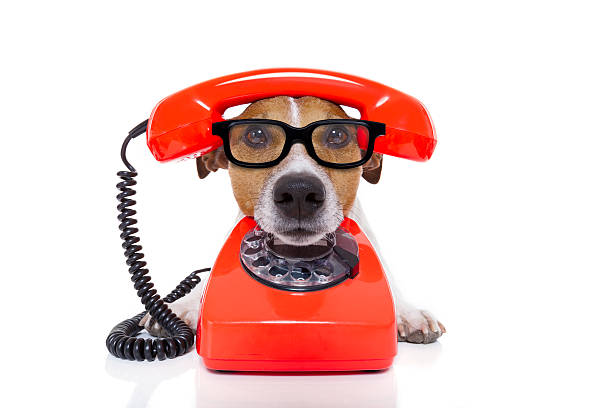 istock dog on the phone 469195312