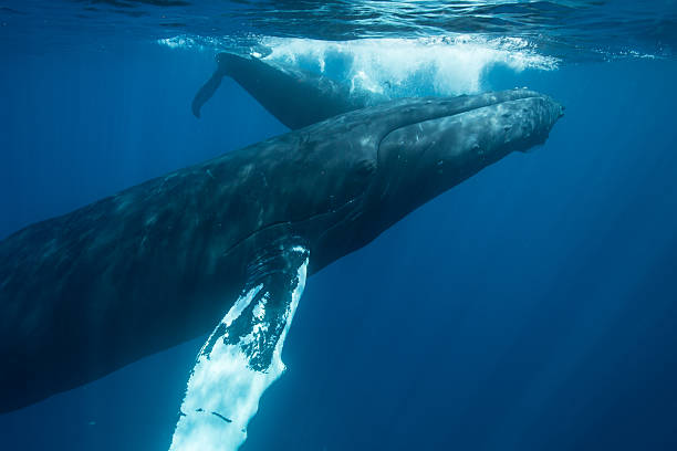 istock Whales Near Surface of Ocean 469195346