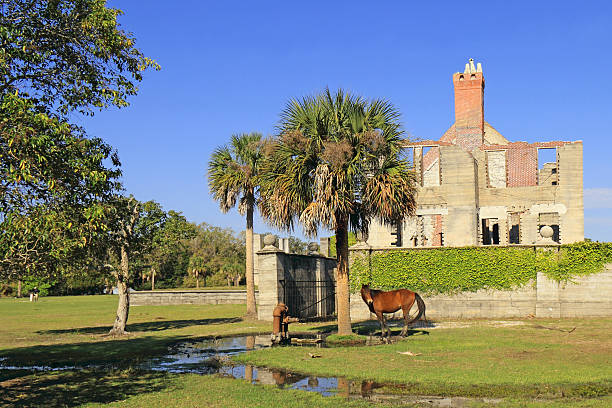 wild horse e rovine storiche a cumberland island, georgia - cumberland island foto e immagini stock