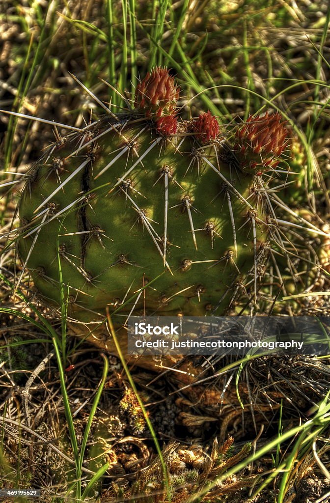 Kakteenblüte - Lizenzfrei Ausgedörrt Stock-Foto