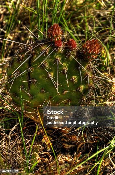 Kakteenblüte Stockfoto und mehr Bilder von Ausgedörrt - Ausgedörrt, Blume, Blüte