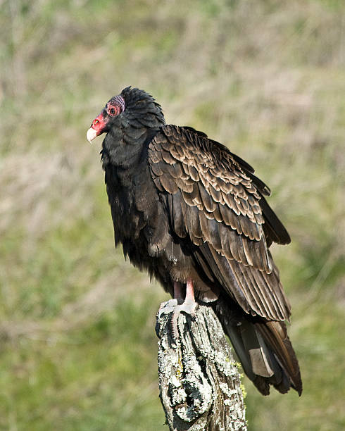 istock Turkey Vulture on a Fence Post 469195631