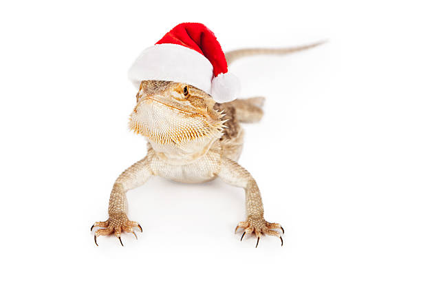 istock Bearded Dragon Wearing Santa Hat 469195655