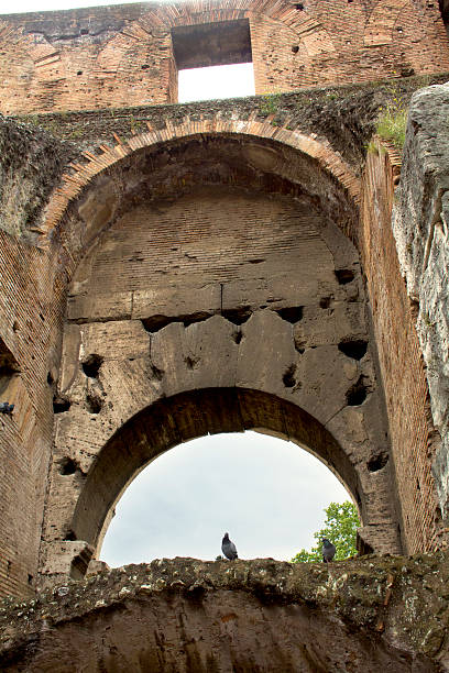 istock Bird at the Coliseum, Rome, Lazio, Italy. 469195820