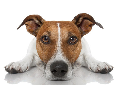 jack russell dog looking and staring  at you ,while lying on the ground or floor, isolated on white background