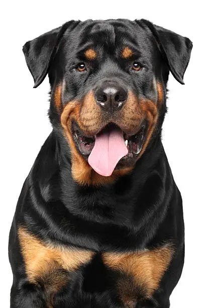 Portrait of a strong Rottweiler on white background