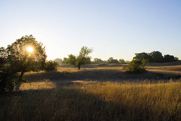 istock meadow in the rays of the rising sun 469196630