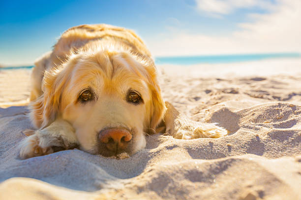 chien détente - joy golden retriever retriever dog photos et images de collection