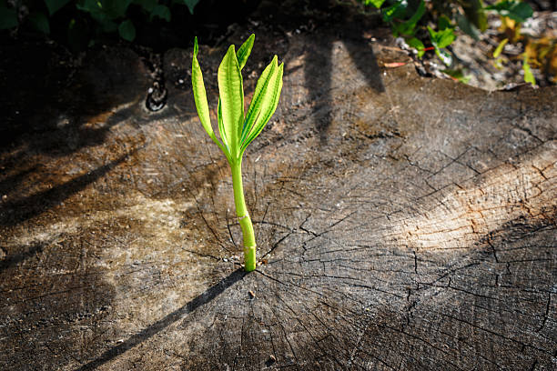 nuevo crecimiento del árbol con el árbol muerto en concepto de negocios - middle human age leaf tree fotografías e imágenes de stock