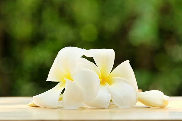 istock Frangipani flowers on green blur bokeh background 469197336