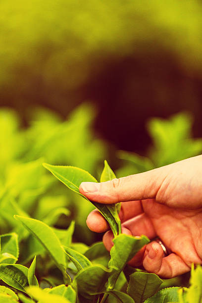 istock Indian tea plantation, Munnar 469197574