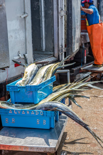 Pucusana, Peru - January 12, 2015: Peruvian man preparing to put fresh fish catch in the back of a refrigerated fish lorry