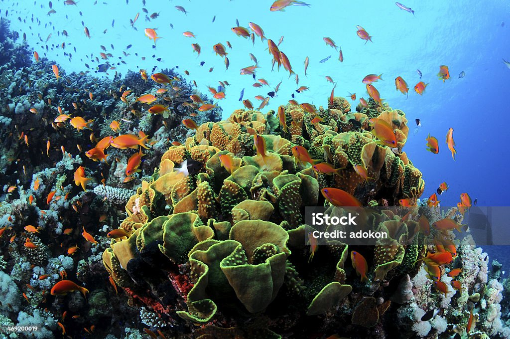 산호초 열대 산호색 - 로열티 프리 0명 스톡 사진