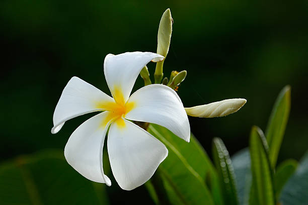 plumeria kwiat biały - vavau islands zdjęcia i obrazy z banku zdjęć