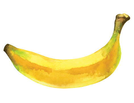 Watercolor banana fruit whole in peel closeup isolated on white background. Hand painting on paper - vector illustration