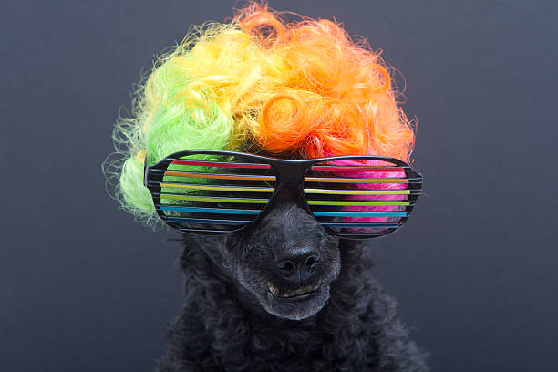 Cтоковое фото Rainbow Парик и очки на пудель