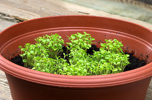 istock Young marjoram in a brown pot 469202438