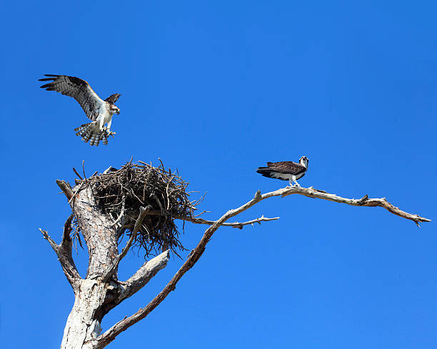 istock Osprey Lands on Nest as It's Mate Stands Guard 469206526