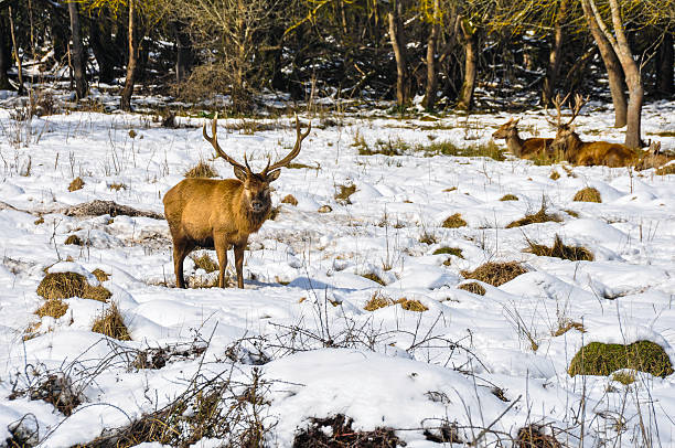 istock Deer at Salburua park, Vitoria (Spain) 469206714
