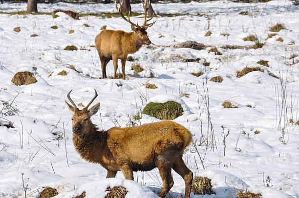 istock Deer at Salburua park, Vitoria (Spain) 469206716