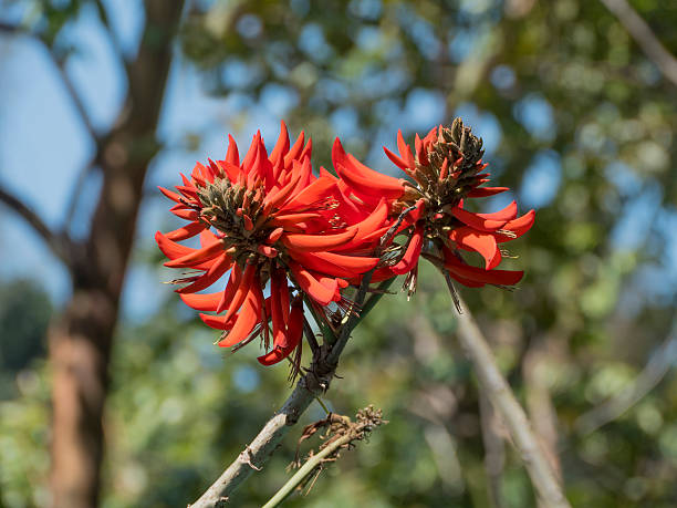 Coral Tree Flower stock photo
