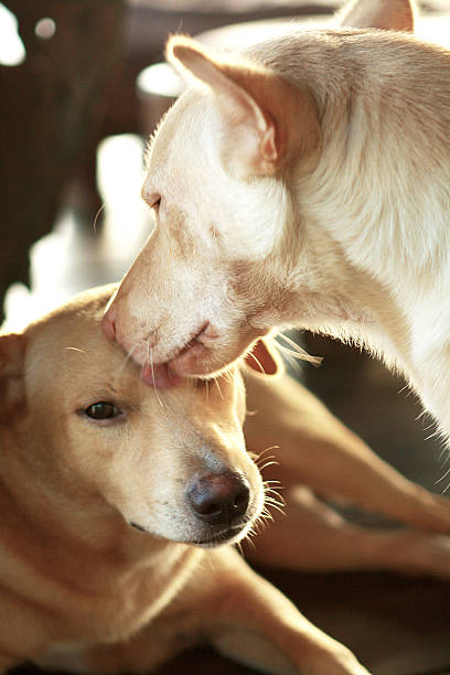 istock Two Dogs Showing Love and Care 469207014